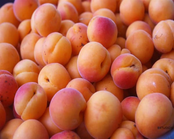 APRICOT: Properties, Benefits and Their Contraindications
