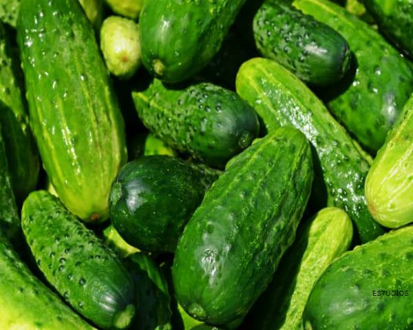 CUCUMBER: Fruit or Vegetable. Benefits and Properties