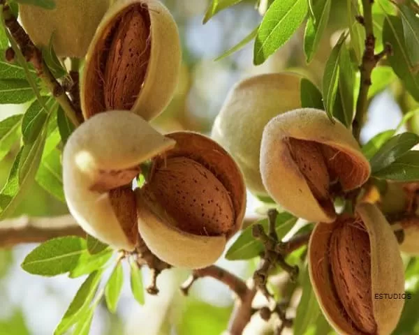 ALMOND: Benefits, Calories and Properties