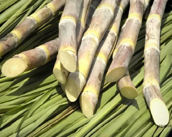 SUGAR CANE: Properties, Benefits and Risks