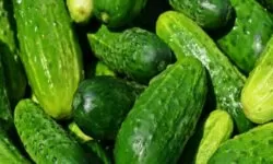 IMAGEN DEL PEPINO