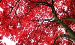 IMAGEN DE COLOR ROJO