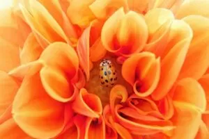 IMAGEN DE COLOR NARANJA